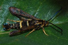 Synanthedon bibionipennis-Female-6 by Eugene Zelenko. Used under a CC BY-SA 4.0 license.
