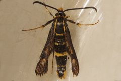 Synanthedon bibionipennis 01 by CBG Photography Group, Centre for Biodiversity Genomics. Used under a CC0 license.