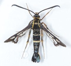 Synanthedon bibionipennis 331472 by Don Loarie. Used under a CC BY 4.0 license.