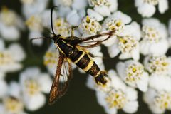 Synanthedon bibionipennis 85757940 by Don Boucher. Used under a CC BY 4.0 license.