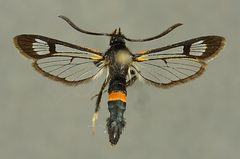 Synanthedon.culiciformis by Jyrki Lehto. Used under a Copyrighted free use license.