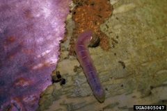 Synanthedon culiciformis larva by Edward H. Holsten. Used under a CC BY 3.0 license.