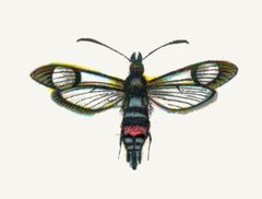 Synanthedon culiciformis par Nemos by Dr. F. Nemos. Used under a Public domain license.