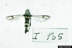 Synanthedon decipiens by Carroll E. Younce, USDA Agricultural Research Service, United States. Used under a CC BY 3.0 us license.