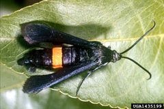 Synanthedon exitiosa by Clemson University - USDA Cooperative Extension Slide Series, United States. Used under a CC BY 3.0 us license.