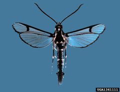 Synanthedon exitiosa1 by Wendell Snow. Used under a CC BY 3.0 license.