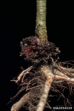 Synanthedon exitiosa damage by James Solomon. Used under a CC BY 3.0 license.