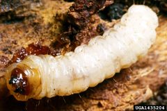 Synanthedon exitiosa larva by Clemson University - USDA Cooperative Extension Slide Series, , United States. Used under a CC BY 3.0 license.