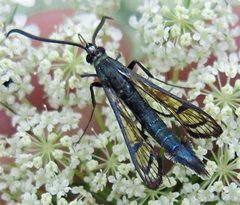 Synanthedon exitiosa male by Jacy Lucier. Used under a CC BY-SA 4.0 license.
