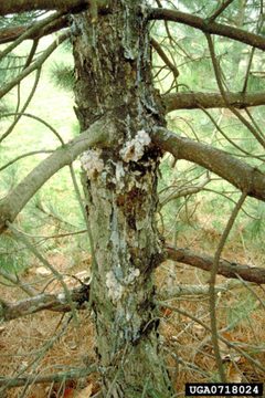 Synanthedon pini damage by Eric R. Day. Used under a CC BY 3.0 license.
