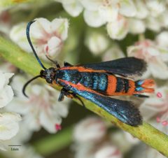 Synanthedon polygoni by Jesse Rorabaugh. Used under a CC0 license.