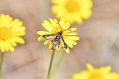 Synanthedon polygoni 298634481 by Thompson Hyggen. Used under a CC0 license.