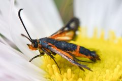 Synanthedon polygoni 299891258 by Thompson Hyggen. Used under a CC0 license.