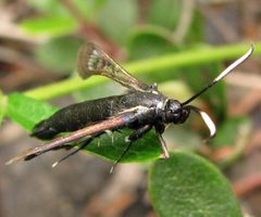 Synanthedon proxima female by Jacy Lucier. Used under a CC BY-SA 4.0 license.