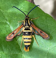 Sycamore Borer Moth imported from iNaturalist photo 134916122 on 16 March 2024 by (c) Don Loarie, some rights reserved (CC BY). Used under a CC BY 4.0 license.
