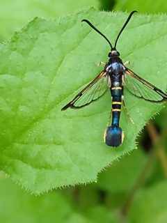 Rhododendron borer moth by Kaidran. Used under a CC BY-SA 4.0 license.