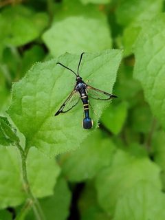 Rhododendron borer moth1 by Kaidran. Used under a CC BY-SA 4.0 license.