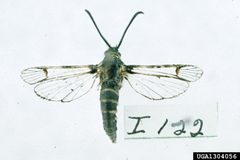 Synanthedon rileyana1 by Carroll E. Younce. Used under a CC BY 3.0 license.