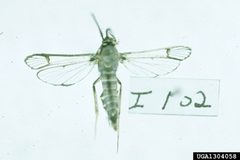 Synanthedon rileyana3 by Carroll E. Younce. Used under a CC BY 3.0 license.