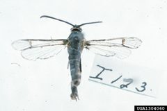Synanthedon rileyana5 by Carroll E. Younce. Used under a CC BY 3.0 license.