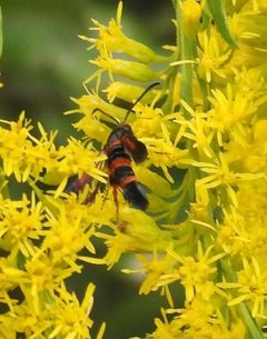 Synanthedon sapygaeformis 100764056 by Laura Gaudette. Used under a CC BY 4.0 license.