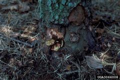 Synanthedon scitula damage by James Solomon. Used under a CC BY 3.0 license.