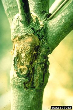 Synanthedon scitula damage2 by John A. Weidhass. Used under a CC BY 3.0 license.