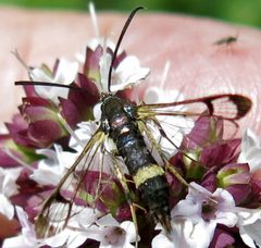 Synanthedon scitula female by Jacy Lucier. Used under a CC BY-SA 4.0 license.