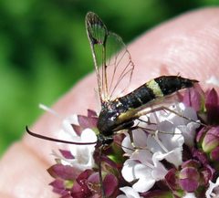 Synanthedon scitula female 1 by Jacy Lucier. Used under a CC BY-SA 4.0 license.