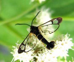 Synanthedon scitula male by Jacy Lucier. Used under a CC BY-SA 4.0 license.