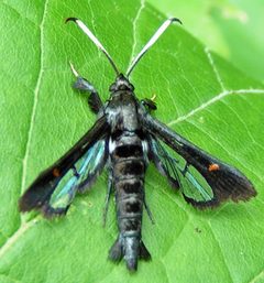 Albuna fraxini female by Jacy Lucier. Used under a CC BY-SA 4.0 license.