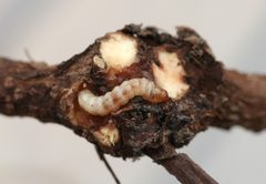 Albuna fraxini larva by Whitney Cranshaw. Used under a CC BY 3.0 license.