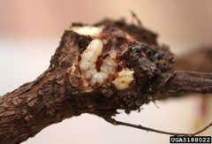 Albuna fraxini larva2 by Whitney Cranshaw. Used under a CC BY 3.0 license.