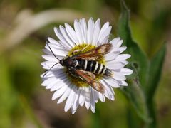Albuna pyramidalis 43968426 by Matt Muir. Used under a CC BY-SA 4.0 license.