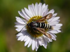 Albuna pyramidalis 43968458 by Matt Muir. Used under a CC BY-SA 4.0 license.
