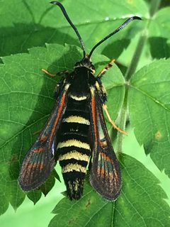Albuna pyramidalis 85861837 by bg1159. Used under a CC BY 4.0 license.