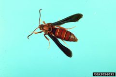 Paranthrene dollii adult by James Solomon. Used under a CC BY 3.0 license.