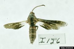 Paranthrene dollii adult1 by Carroll E. Younce. Used under a CC BY 3.0 license.