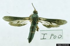 Paranthrene dollii adult2 by Carroll E. Younce. Used under a CC BY 3.0 license.