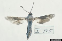 Paranthrene dollii adult4 by Carroll E. Younce. Used under a CC BY 3.0 license.