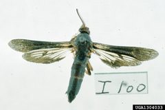 Paranthrene dollii adult5 by Carroll E. Younce. Used under a CC BY 3.0 license.