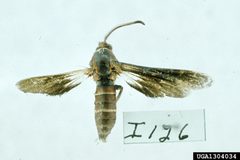 Paranthrene dollii adult6 by Carroll E. Younce. Used under a CC BY 3.0 license.