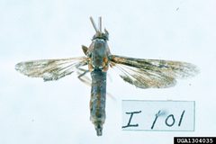 Paranthrene dollii adult7 by Carroll E. Younce. Used under a CC BY 3.0 license.
