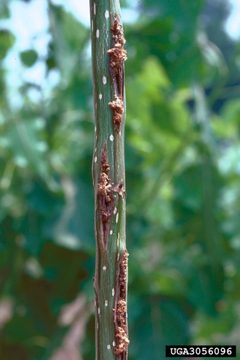 Paranthrene dollii damage by James Solomon. Used under a CC BY 3.0 license.
