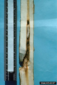 Paranthrene dollii damage2 by James Solomon. Used under a CC BY 3.0 license.