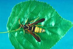 Paranthrene robiniae by H.K. Kaya. Used under a CC BY 3.0 license.