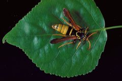Paranthrene robiniae1 by H.K. Kaya. Used under a CC BY 3.0 license.