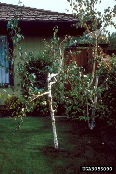Paranthrene robiniae damage by H.K. Kaya. Used under a CC BY 3.0 license.