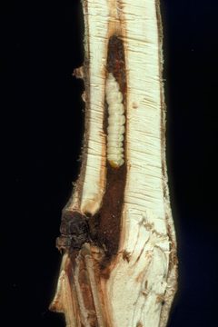 Paranthrene robiniae larva by James Solomon. Used under a CC BY 3.0 us license.