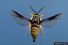 Paranthrene simulans by James Solomon. Used under a CC BY 3.0 license.